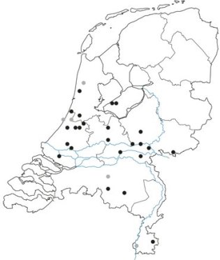Mediterraan draaigatje